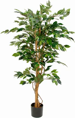 Produktbild von Ficus Benjamina Grün 150cm, exklusive Blumentopf - Grün