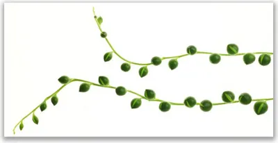 Produktbild von Küchenrückwand aus Glas 120x60cm Spritzschutz Zierpflanze Pflanzen