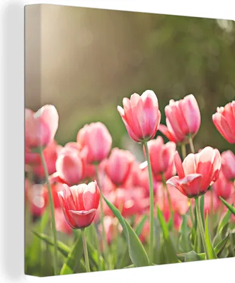 Produktbild von MuchoWow® - Leinwandbilder - Tulpen - Sonne - Frühling, Wandbild, Wanddeko Bilder Wohnzimmer, 50x50 cm