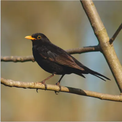 Produktbild von ARTland Wandbild Alu für Innen & Outdoor Amsel Größe: 30x30 cm