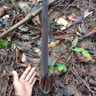 Zdjęcie produktu dla Amorofal (Amorphophallus plicatus) – 1 wykiełkowane nasiono