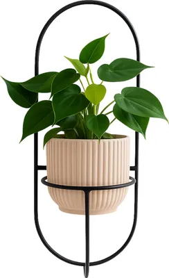 A plant in a pot is displayed in a black metal wall holder.