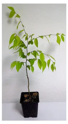 Produktbild von Japanische Zelkove Zelkova serrata Pflanze 45-50cm