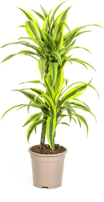 Zdjęcie produktu dla Drzewo smocze Dracaena deremensis Lemon Lime – roślina doniczkowa, średnica 19 cm, wysokość 70–90 cm