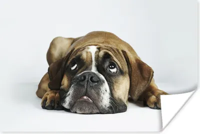 Produktbild von MuchoWow® Poster Hund - Haustiere - Weiß 90x60 cm - Schlafzimmer