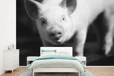 Produktbild von Fotobehang Schwarzweiß, Tiermotiv, Schwarz-Weiß, 525 cm x 350 cm
