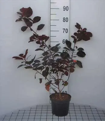 Produktbild von Cotinus dummeri 'Grace' - Perückenstrauch Grace 40- 60 cm Container