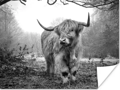 Produktbild von MuchoWow® Poster Schottischer Highlander - Wald - Nebel - Kuh - Tiere - Natur 120x90 cm - Wandbild