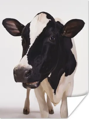 Produktbild von MuchoWow® Poster Kuh - Weiß - Tiere - Schwarz 90x120 cm - Wohnzimmer