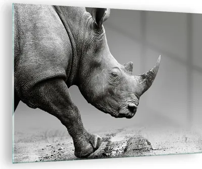 Produktbild von Bilder auf glas - Einteilig - Nashorn Monochrom Tier - 70x50cm - Glasbilder - Wandbilder - Bilder - zum Aufhängen bereit - Wanddekoration aus Glas - Glas Bilder - Wandbild auf Glas - GAA70x50-4954