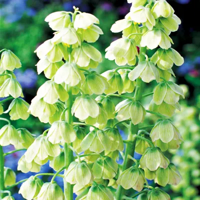 Zdjęcie produktu dla Fritillaria Persica White Szachownica Perska Biała 1 szt. Cebule Cebulki