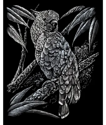 Produktbild von PRACHT Kratzbild Kakadu silber 20x25cm