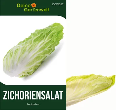 Produktbild von Zichoriensalat Zuckerhut Samen - Cichorium intybus - Salatsamen - Gemüsesamen - Saatgut für 150 Pflanzen