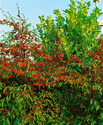 Produktbild von Cotoneaster salicifolius floccosus, immergrün, 80–100 cm