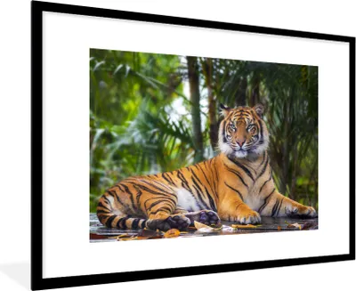 Produktbild von MuchoWow® Gerahmtes Poster Tiger - Tiere - Wald - Dschungel 90x60 cm - Poster mit Schwarzem Bilderrahmen Wandposter Rahmen Foto Bilder - Wanddekoration - Fotos