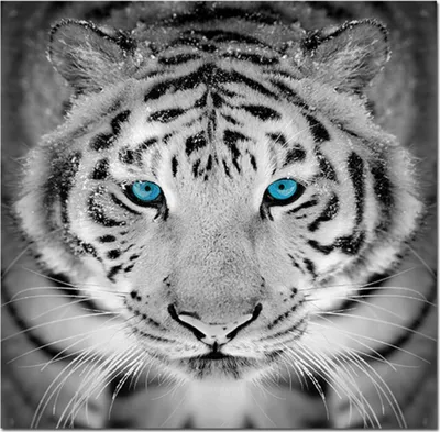 Produktbild von TPFLiving Kunstdruck LW-910 (OHNE RAHMEN) Poster - Leinwand - Wandbild - Hochauflösender Giclée-Druck, langlebig und hochwertig - Schwarz weißer Tiger mit blauen Augen - Größe: 40x40cm