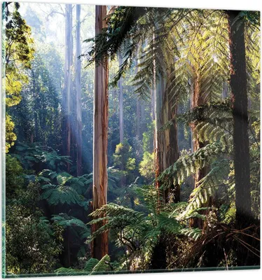 Produktbild von Bilder auf glas - Einteilig - Morgendämmerung Bäume Wald - 60x60cm - Glasbilder - Wandbilder - Bilder - zum Aufhängen bereit - Wanddekoration aus Glas - Glas Bilder - Wandbild auf Glas - GAC60x60-4403