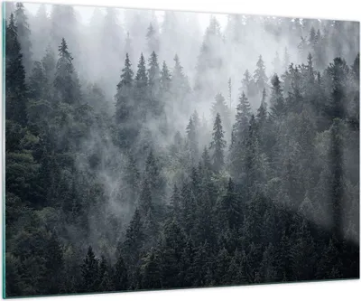 Produktbild von Bilder auf glas - Wald Baum Natur - 100x70cm - Glasbilder - Wandbilder - Kunstdruck - zum Aufhängen bereit - Wanddekoration aus Glas - Glas Bilder - Wandbild auf Glas - Einteilig - GAA100x70-4074