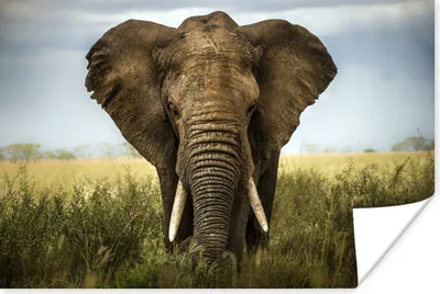Produktbild von MuchoWow® Poster Elefant - Tiere - Gras 120x80 cm - Bilder