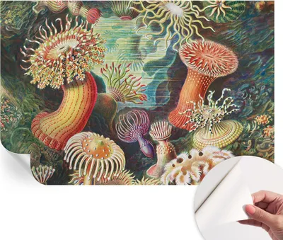 Produktbild von Selbstklebende Wandtapete - Dekorative Tapete für Wohnzimmer - Klebefolie für Wandbilder - Tapetenfolie für Wanddekoration - 104x70 cm - Zieranemonen