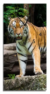 Produktbild von Wallario Design Wanduhr bedruckt, Größe 30 x 60 cm, Motiv: Blick des Tigers