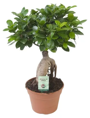 Produktbild von Ficus Ginseng - 30-40cm - Ø17cm - Zimmerpflanze - Immergrün
