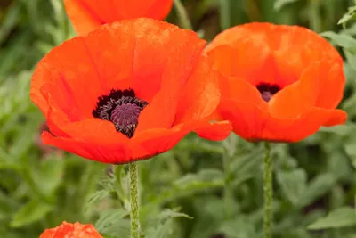 Produktbild von Papaver orientale 'Nana Allegro', Türkischer Mohn, rot, ca. 11x11 cm Topf