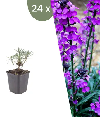 Image de Plants by Frank | 24 Plantes de giroflée 'Bowles Mauve' | Erysimum 'Bowles Mauve' | Plantes vivaces rustiques | Floraison mauve | Plantes de jardin