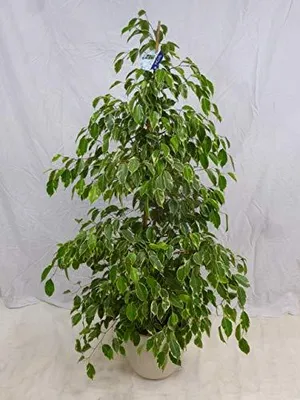 Produktbild von [Palmenlager] - XL Ficus benjamini "Golden King" 150 cm // Zimmerpflanze