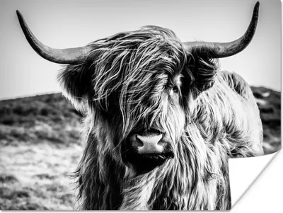 Produktbild von MuchoWow® Poster Schottischer Highlander - Natur - Kuh - Schwarz - Weiß 120x90 cm - Wandbild