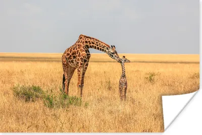 Produktbild von MuchoWow® Poster Giraffe - Kalb - Savanne 60x40 cm - Schlafzimmerdekoration
