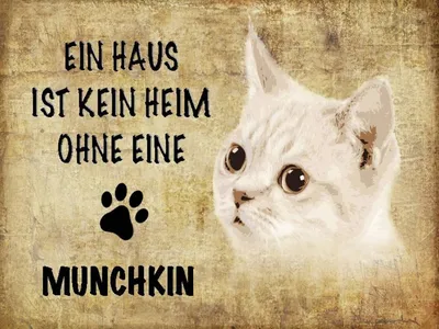 Produktbild von vianmo Holzschild 30x40 cm Munchkin Katze ohne kein Heim