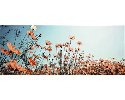 Produktbild von Glasbild White & Red Flowers 80x30 cm