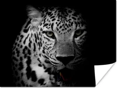 Produktbild von MuchoWow® Poster Tiere - Schwarz - Weiß - Panther - Porträt 120x90 cm - Wandbild