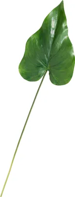 Produktbild von Calla-Blatt "Lily", green