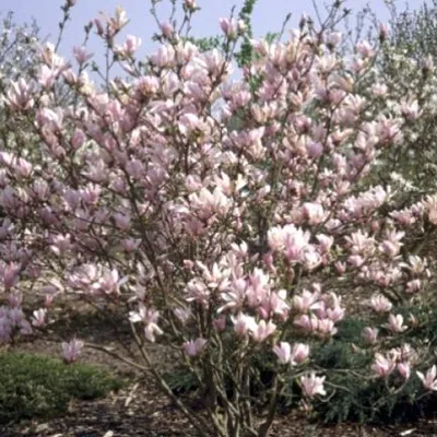 Obrázok produktu pre Magnólia  - Magnolia 'George Henry Kern'  | 60-80 cm v kontajneri
