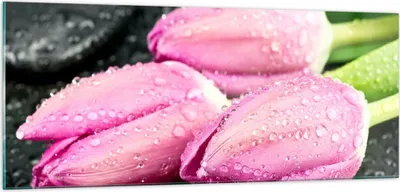 Produktbild von Bilder auf glas - Tulpen Tau Steine Pflanze - 100x40cm - Glasbilder - Wandbilder - Kunstdruck - zum Aufhängen bereit - Wanddekoration aus Glas - Glas Bilder - Wandbild auf Glas - GAB100x40-2485