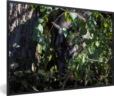 Produktbild von MuchoWow® MuchoWow® Gerahmtes Poster Wolf versteckt sich im Gebüsch 60x40 cm - Poster mit zchwarzem Bilderrahmen - Printing - Wanddeko Schlafzimmer