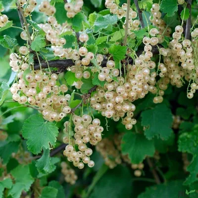 Produktbild von Johannisbeere Weiße Versailler Busch süß säuerliche Früchte Liebhabersorte Topf