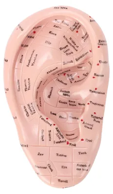 Obrázok produktu pre 17 cm, akupresúrne body, masáž uší, model, laboratórne vybavenie pre výučbu reflexnej zónovej masáže