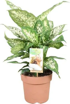 Produktbild von Dieffenbachie Compacta Dieffenbachia Seguine Ø17cm ↕45cm Tropische Zimmerpflanze