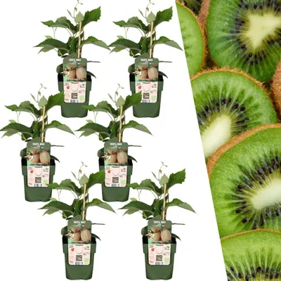 Produktbild von Plants by Frank | 6 Kiwi Pflanzen 100% Biologisch | Actinidia Deliciosa | Kiwipflanze | Kletterpflanze | Obstgarten | Gemüsegarten | Gartenpflanzen