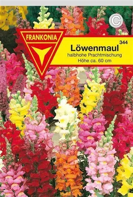Produktbild von Löwenmaul halbhohe Mischung