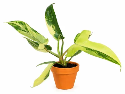 Obrázok produktu pre Philodendron Florida Beauty Variegata, priemer 6 cm, Obrázok generovaný UI