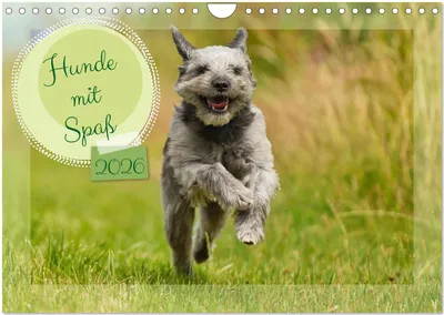 Produktbild von Hunde mit Spaß (Wandkalender 2026 DIN A4 quer), CALVENDO Monatskalender