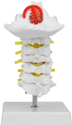 Image de Modèle anatomique pour l'anatomie - 7 vertèbres cervicales - PVC - Base stable - Matériel pédagogique idéal