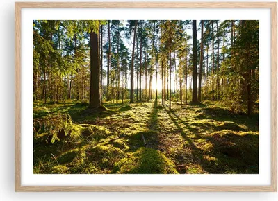 Produktbild von Gerahmtes Poster - Rahmen in heller Eiche - Wald Baum Natur - 70x50 cm - Wand Bild - Wanddeko - Wandbilder - Kunstposter - Wandposter - Bilderrahmen - Bilder - Kunstdruck - Wandbild - P2NAA70x50-3724