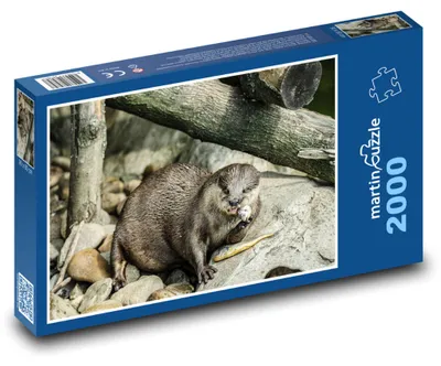 Obrázek produktu pro Puzzle 2000 Vydra při jídle - martinpuzzle