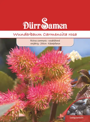 Produktbild von Dürr-Samen - Wunderbaum rosablühend einjährig 200 cm - Saatgut - 0976