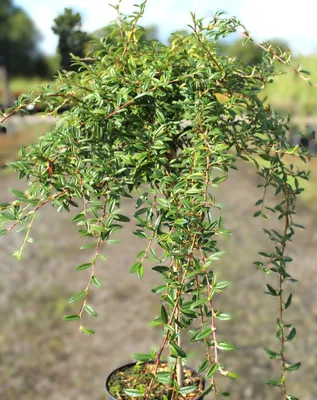 Obrázok produktu pre Trpasličí medovník Cotoneaster Salicifolius Gnom vysoký kmeň 80 - 100 cm Medovník